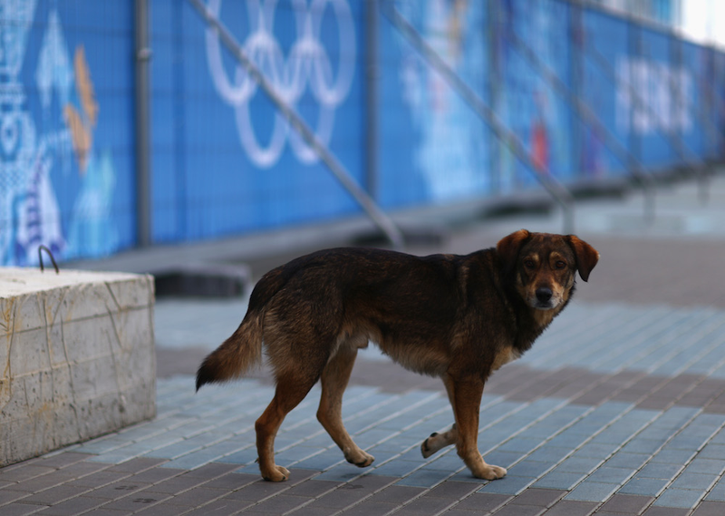Illustration for article titled The Dogs Of Sochi